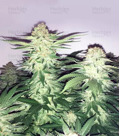 Big Bud XXL (Ministry Of Cannabis) Cannabis-Samen