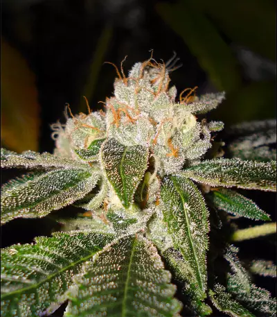 Biker Kush (Karma Genetics) Cannabis-Samen