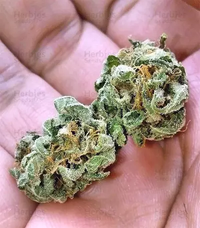 Buzz Light Gear (Dr. Krippling Seeds) Cannabis-Samen
