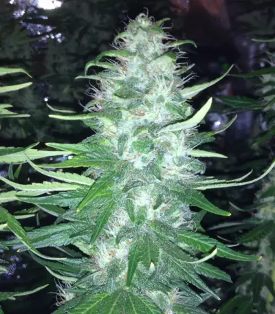 Critical Jack Herer (Delicious Seeds)