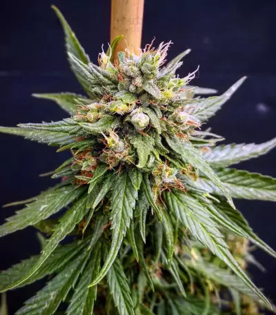 G13 Skunk Regular (Mr. Nice Seedbank) Cannabis-Samen