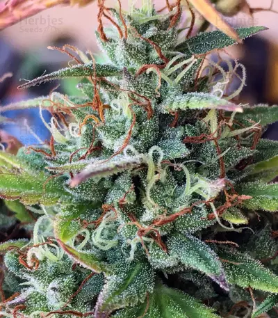 Girl Scout Cookies Auto (Original Sensible Seeds) Cannabis-Samen