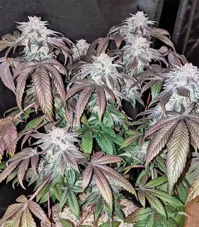 Gorilla Cookies (Big Head Seeds) Cannabis-Samen