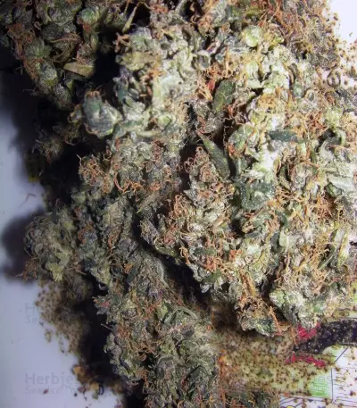 Grandaddy Banner (Big Head Seeds) Cannabis-Samen