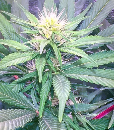 Julies Cookies (Big Head Seeds) Cannabis-Samen