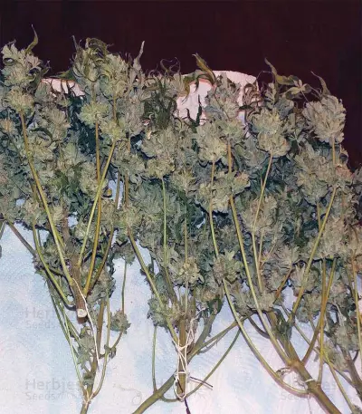 Kosher Sorbet (DNA Genetics) Cannabis-Samen