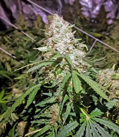 Kritikal Bilbo CBD (Genehtik Seeds) Cannabis-Samen