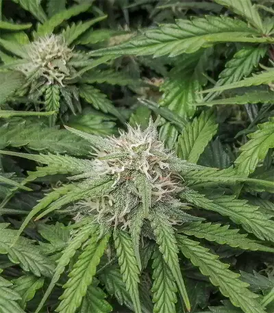 Original Auto Amnesia Haze (Fast Buds) Cannabis-Samen