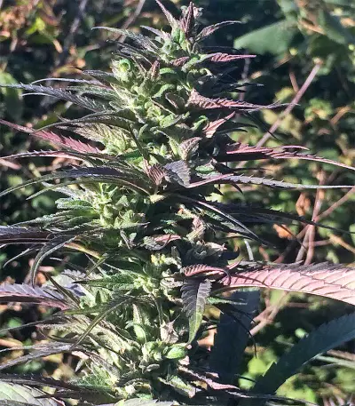 Thai Chi (Ace Seeds) Cannabis-Samen