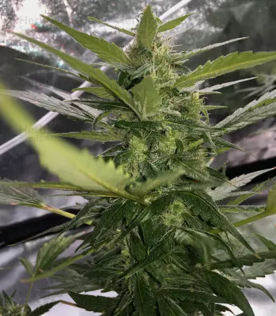 Thunder Bloody Mary Auto (Samsara Seeds) Cannabis-Samen