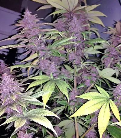 Violeta (Ace Seeds) Cannabis-Samen