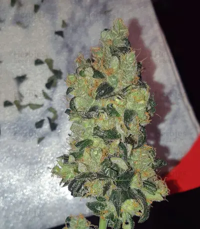 Wedding Cake Auto feminisierte Samen (Barney’s Farm)
