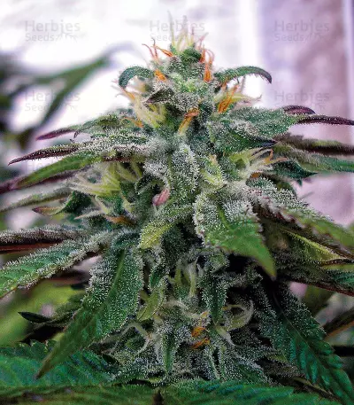 X18 Pure Pakistani Regular (Reserva Privada) Cannabis-Samen