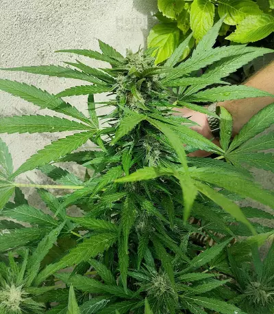 Auto Gelato (Female Seeds) Cannabis-Samen