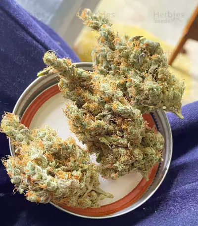 California Orange (Orange Skunk) (Expert Seeds) Cannabis-Samen