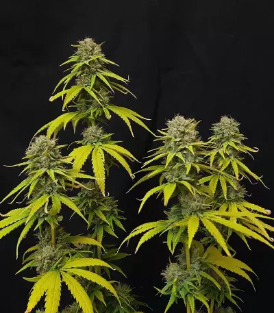 CBG-Force (Dutch Passion)