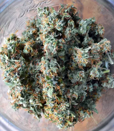 Auto Critical Orange Punch Feminized (Dutch Passion)