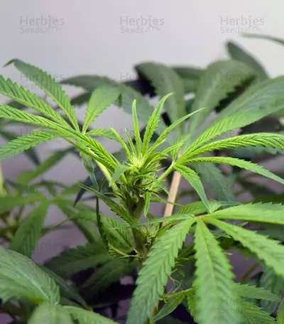 Auto Critical Orange Punch Feminized (Dutch Passion)