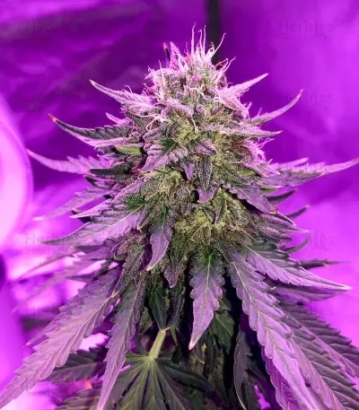 Fast & Vast Auto (Heavyweight Seeds) Cannabis-Samen