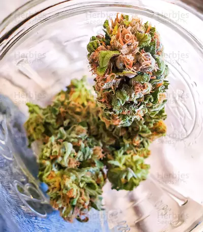 Gelato Glue Autoflower feminisierte Samen (EGS)