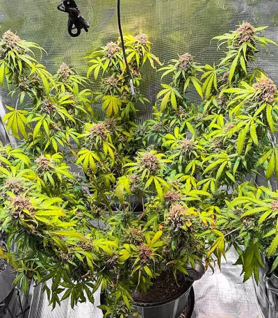 GG#4 Original Glue Fast Version feminisierte Samen (EGS)