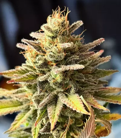 Ghost Chem OG Autoflower feminisierte Samen (Seedkeepers)