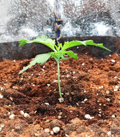 Girl Scout Cookies Auto (BlimBurn Seeds) Cannabis-Samen