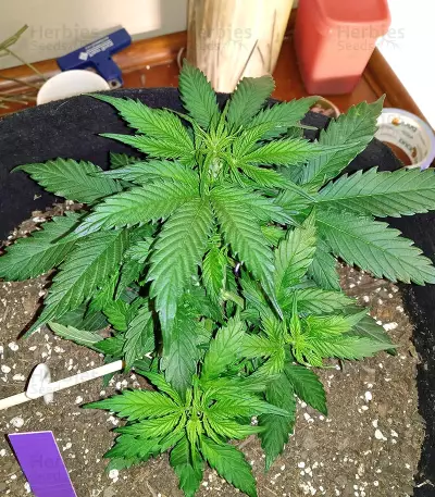 Glueberry (Expert Seeds) Cannabis-Samen