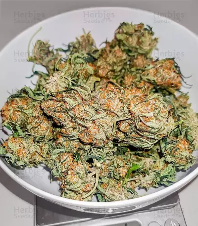 Gorilla Girl XL Auto feminisierte Samen (Sweet Seeds)