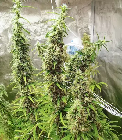 LA Cookies (Cali Connection Seeds) Cannabis-Samen