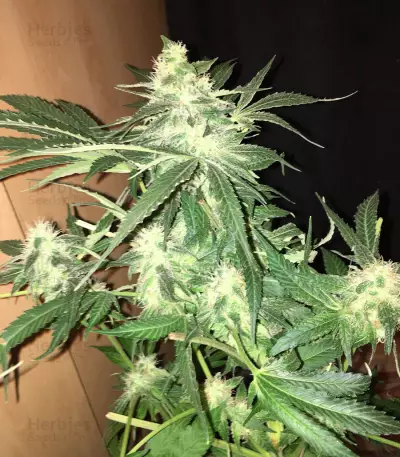 Orange Juice (Dinafem Seeds) Cannabis-Samen