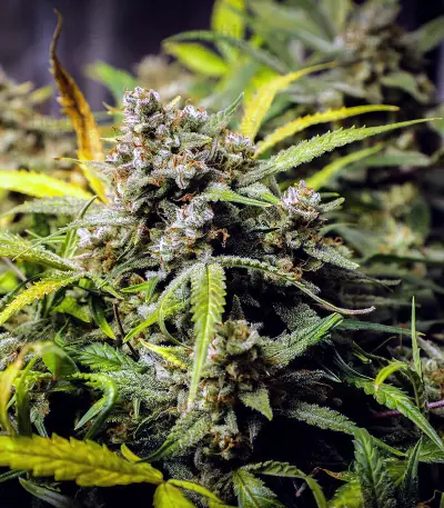Original Auto Northern Lights (Fast Buds) Cannabis-Samen