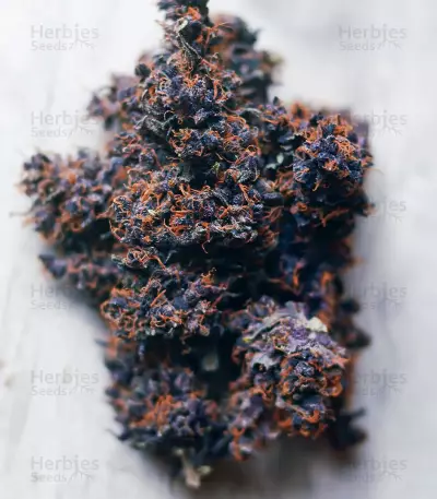 Purple Punch OG Samen feminisiert (Sweet Seeds)