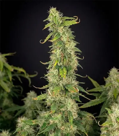 Amnesia Haze XL Auto (Zambeza Seeds) Cannabis-Samen