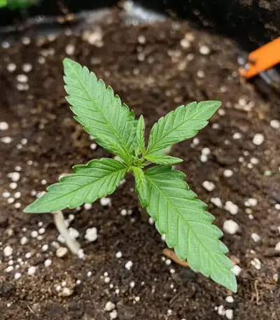 Auto Bruce Banner XXL (Advanced Seeds)