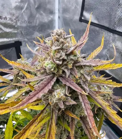 Banana Jealousy Auto RF3 (Ethos Genetics)