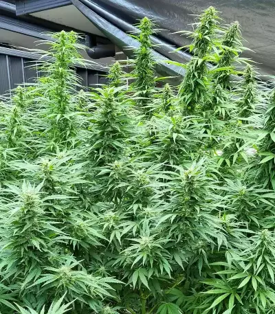 Blueberry Hill feminisierte Samen (Herbies Seeds)