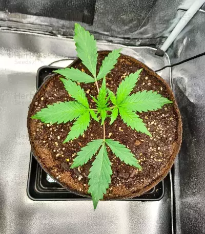 Durban Poison Autoflower feminisierte Samen (Humboldt Seed Company)