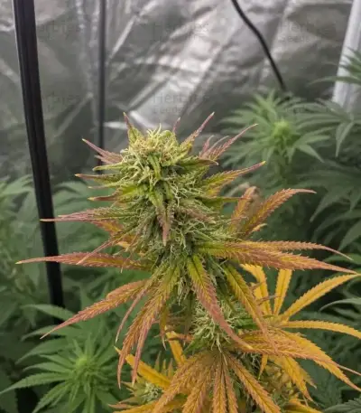 Durban Poison (Barney's Farm)
