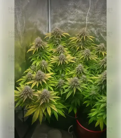 Fat Bastard (Blimburn Seeds)