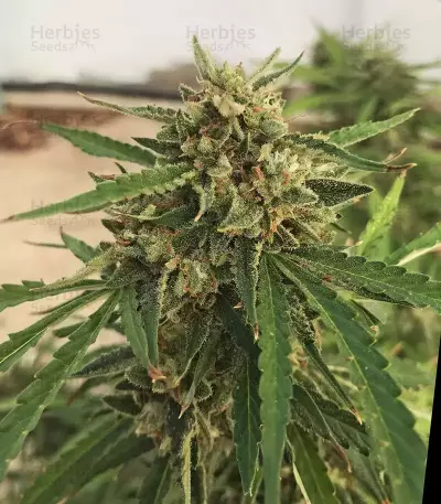 GG#4 Original Glue Auto (Auto Seeds) Cannabis-Samen
