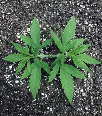 Granddaddy Purple feminisierte Samen (Blimburn Seeds)