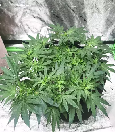 Grandmommy Purple feminisierte Samen (Herbies Seeds)
