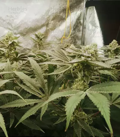 Mimosa x Orange Punch feminisierte Samen (Barney’s Farm)
