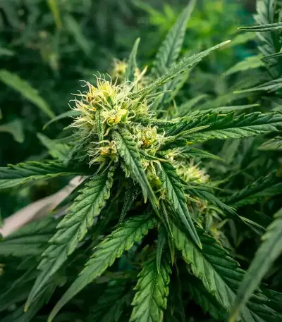 Northern Auto (BlimBurn Seeds) Cannabis-Samen