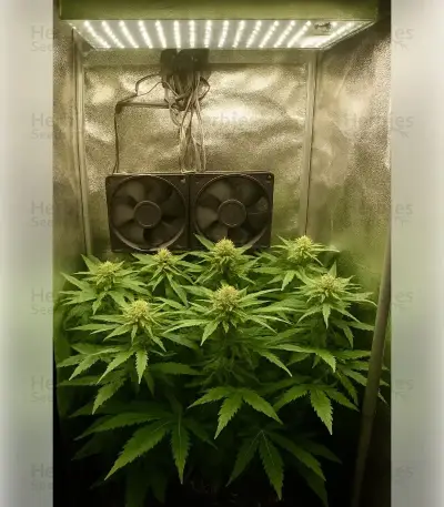 Northern Light Automatic (RQS) Cannabis-Samen