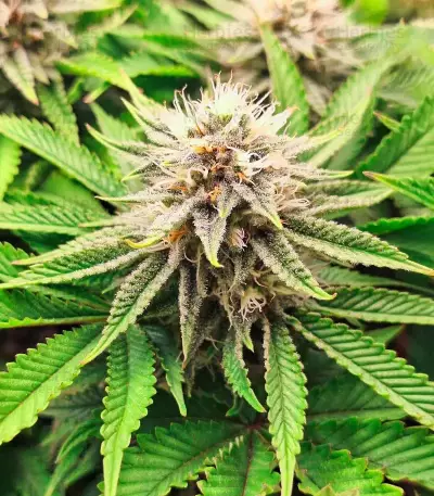 Orange Cream Pop feminisierte Samen (Humboldt Seed Company)