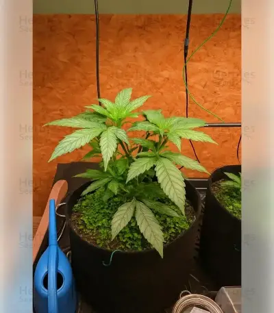 Permanent Marker (Blimburn Seeds)