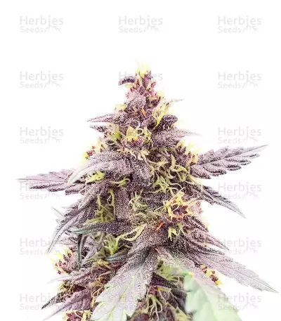 Purple Lemonade Poison Autoflower feminisierte Samen (Seedkeepers)