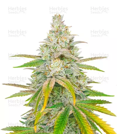 Sativa Mix Samen feminisiert (Herbies Seeds)